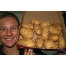 AGRIA POTATOES  2KG Bag Pukekohe Grown